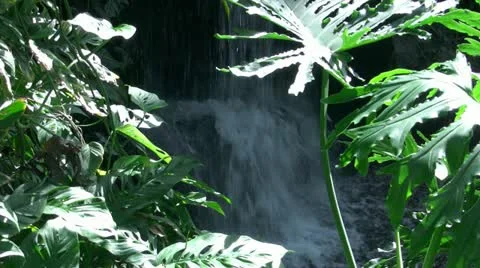 Small tropical waterfall (3 of 4) Vidéo 20502388