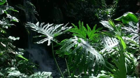 Small tropical waterfall (4 of 4) Vidéo 20502737