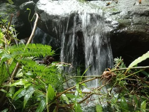 Small Tropical Waterfall Flowing Into Clear Stream Stock Photos