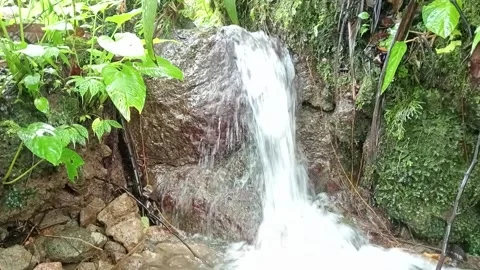 Small Tropical Waterfall Flowing Over Rocks in Lush Green Forest Stock Footage 332068097
