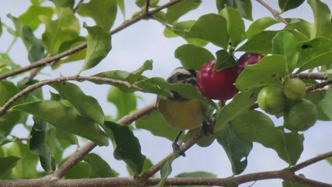 Small Tropical Wild Bird Perched on a Tree Branch in the Caribbean Stock Footage 331101895