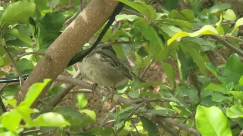 Small Tropical Wild Bird Perched on a Tree Branch in the Caribbean Stock-Footage 331102043