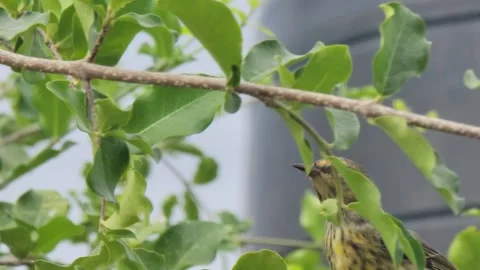 Small Tropical Wild Bird Perched on a Tree Branch in the Caribbean Vidéo 331102084