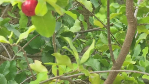 Small Tropical Wild Bird Perched on a Tree Branch in the Caribbean Stock-Footage 331102095
