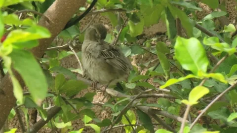 Small Tropical Wild Bird Perched on a Tree Branch in the Caribbean Vidéo 331102548