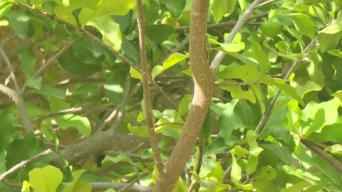 Small Tropical Wild Bird Perched on a Tree Branch in the Caribbean 스톡 동영상 331102550