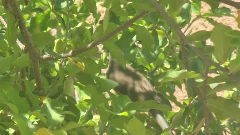 Small Tropical Wild Bird Perched on a Tree Branch in the Caribbean Stock Footage 331223712