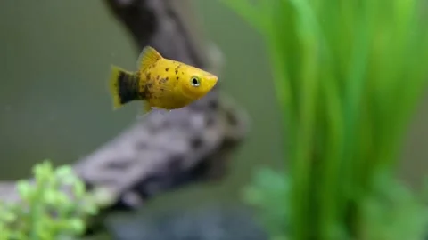 Small tropical yellow fish Stock Footage 131680307