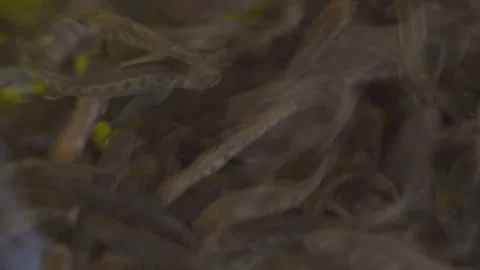 Small trout fish swimming in dark water at breeding farm, closeup detail Stock Footage 279809035