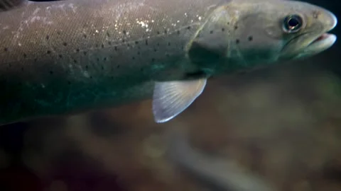 Small trout  head Stock Footage 297021507