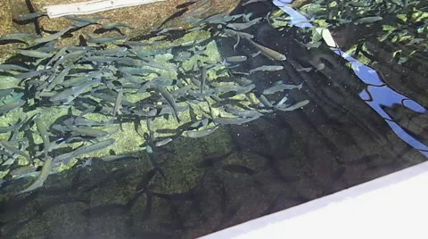 Small trout in a Panic Stock Footage 46604381