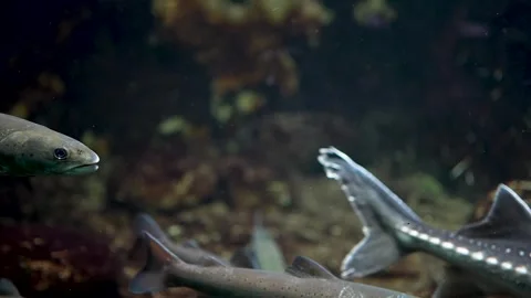 Small trout resting with a large sturgeon  Stock Footage 297013908