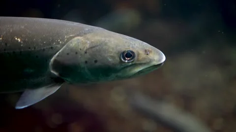 Small trout resting relaxing Stock Footage 297013958