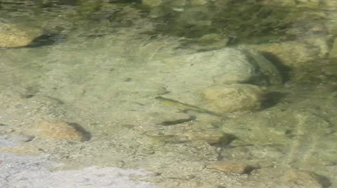 Small trout swimming in the clear water of Popradske Pleso Stock Footage 54601251