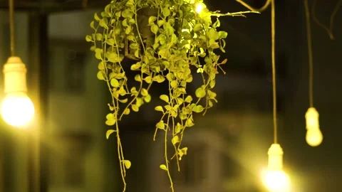 Small trrees and the light (3) Stock Footage 146361561