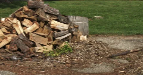 Small trunks cut for winter Stock Footage 41660492