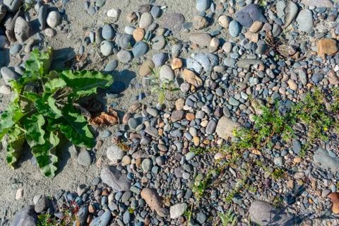 A small tuft of grass grows in the rocks on the sand on a bright day Stock Photos