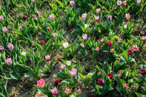 Small tulips meadow made of tiny pink and violet multicolored tulips top vi.. Foto stock