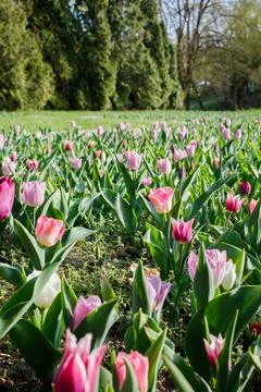Small tulips meadow made of tiny pink and violet multicolored tulips. Bloss.. Stock Photos