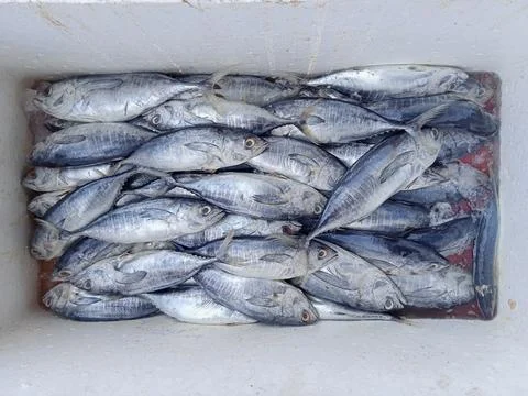 Small tuna Stock Photos
