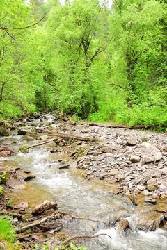 A small, turbulent river flows through the summer forest after rain along the Stock Photos
