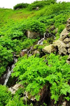 A small turbulent stream flows in a swift stream from a high mountain throu.. Stock Photos