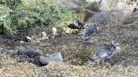 Small turkey flock drinks from a creek Stock Footage 322552797