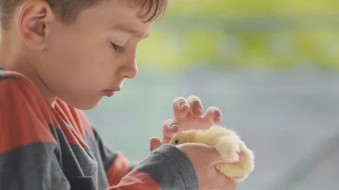 A small Turkey in the hands of a happy child Stock Footage 129676338