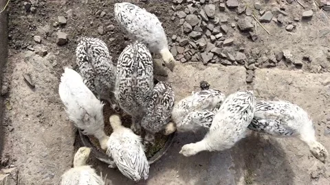 Small turkeys Stock Footage 202368985