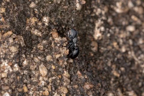 Small Turtle Ant Foto stock