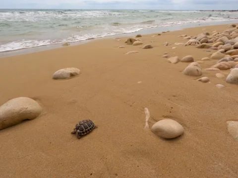 Small turtle in Avola's beach Stock Footage 152103999