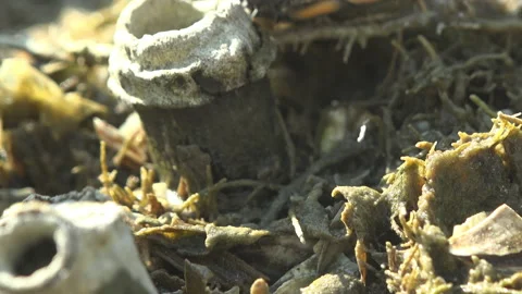 Small turtle, baby sits on dry reed it has just hatched from an egg and has come Stock Footage 141848474