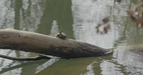 Small turtle basking on a fallen log Stock Footage 331101960