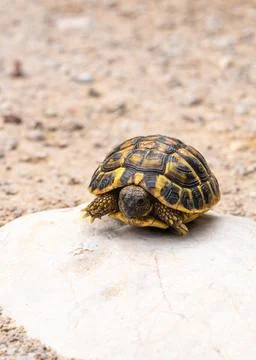 Small turtle basking on stone in its natural habitat. Wildlife, reptile, natu Stock Photos