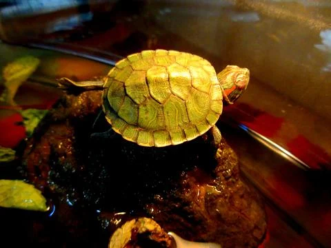 Small turtle basking on a stone with one leg raised in air Stock Photos