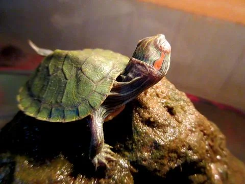 Small turtle basking on a stone with one leg raised in air Stock Photos