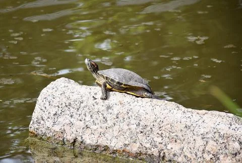 Small turtle bathing in sunlight Stock-Fotos