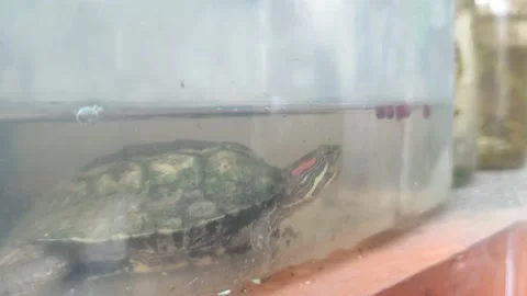 A small turtle in a cage eating in the water, a cute little pet turtle Stock Footage 192657673