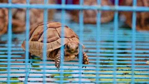 Small turtle in cage at pet store Stock Footage 294954679