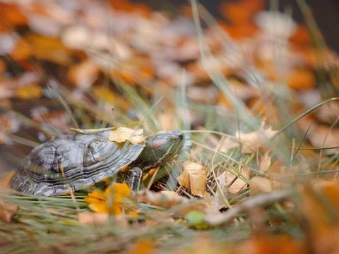 Small turtle crawling through the fallen autumn leaves Foto stock