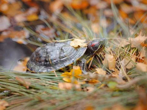 Small turtle crawling through the fallen autumn leaves 스톡 사진
