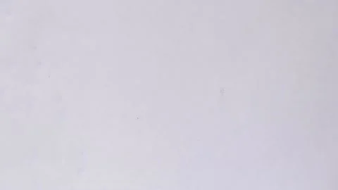 A small turtle is crawling on a white sheet. Stock Footage 137104877