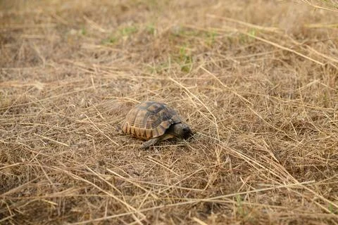Small turtle crosses dry field. Caretta caretta slowly crawls through dry grass Stock Photos