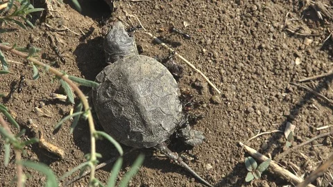 Small Turtle that died after exiting an egg, Black ants attack, macro view Stock Footage 117356514