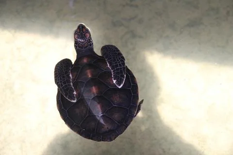 A small turtle with flippers folded on its shell swims in an indoor pool Stock Photos
