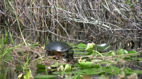 Small turtle Stock Footage 280262