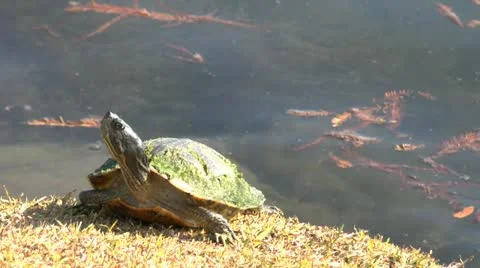Small Turtle Video stock 12705423