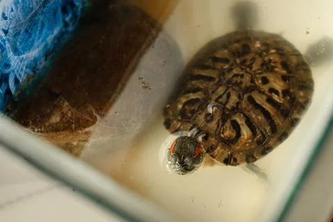 Small Turtle in Glass Container Stock Photos
