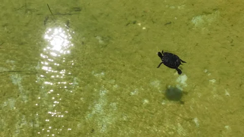 A small turtle glides gracefully through calm, clear waters Stock Footage 315188813