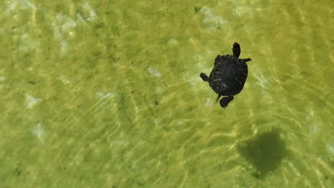 A small turtle glides gracefully through calm, clear waters Stock Footage 315189585